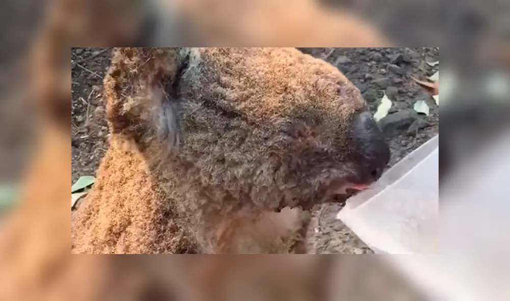 Rescatista le ofrece agua a un koala quemado en un incendio forestal [VIDEO]
