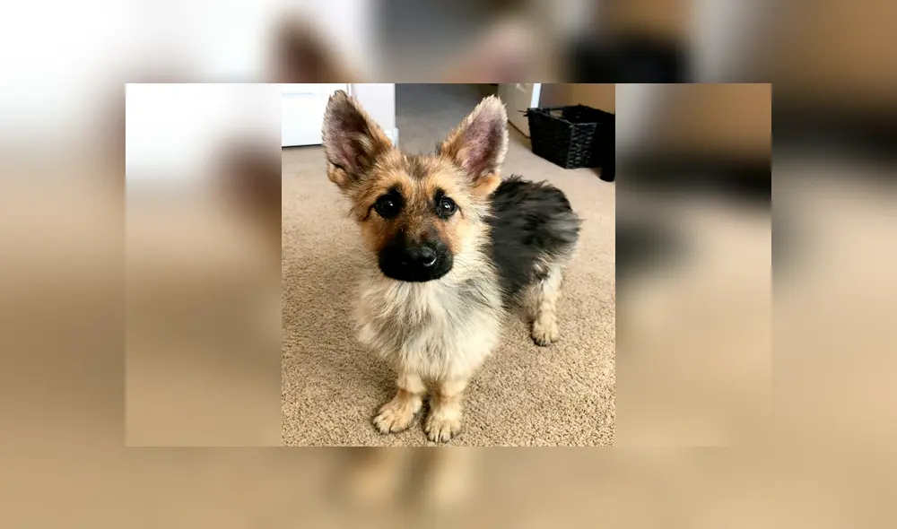 Ranger, el pequeño pastor alemán que nunca crecerá debido a una extraña condición [FOTOS]