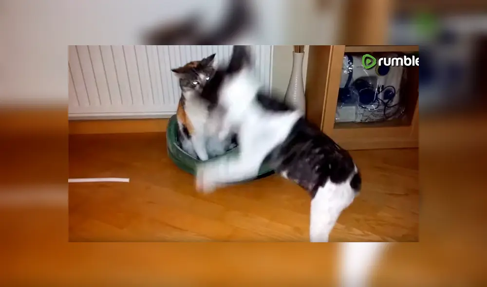 Perro bebé pelea con gato por su cama y desenlace enternece a todos [VIDEO] 