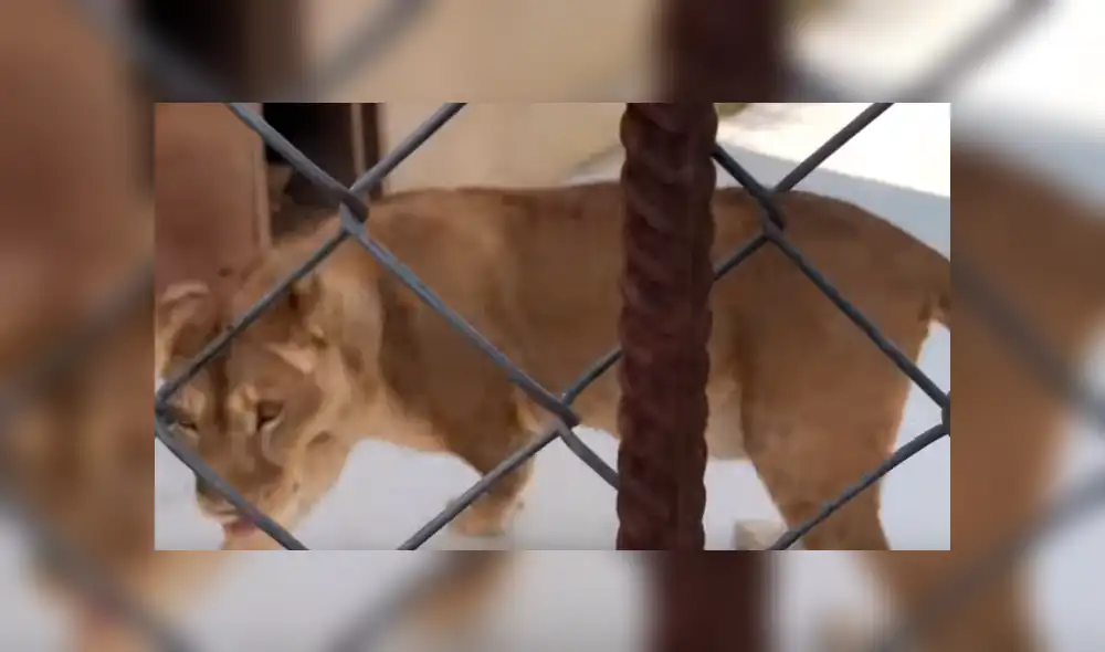 YouTube viral: Mujer se acerca a recinto de feroz leona y esta la ataca por cuidar a sus bebés [VIDEO]