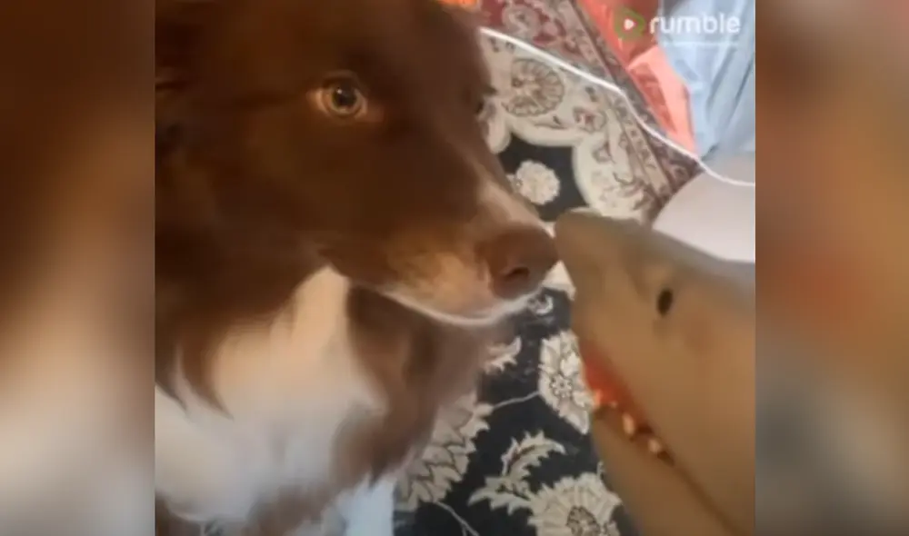 Desliza hacia la izquierda para ver las imágenes del video viral. Foto: Captura de YouTube