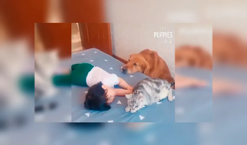 En Facebook, una madre quiso que sus mascotas cuiden por unos minutos a su hija y se llevó tremenda sorpresa.