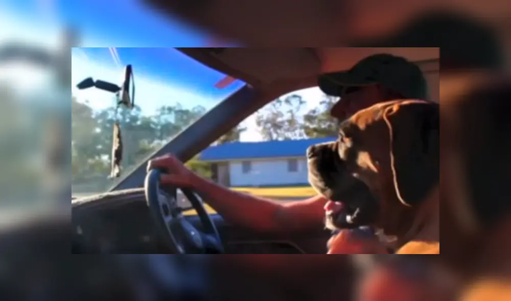 Bombero recata una caja del incendio y descubre que en el interior estaba una adorable criatura se es viral en Facebook. Bombero recata una caja del incendio y descubre que en el interior estaba una adorable criatura se es viral en Facebook.