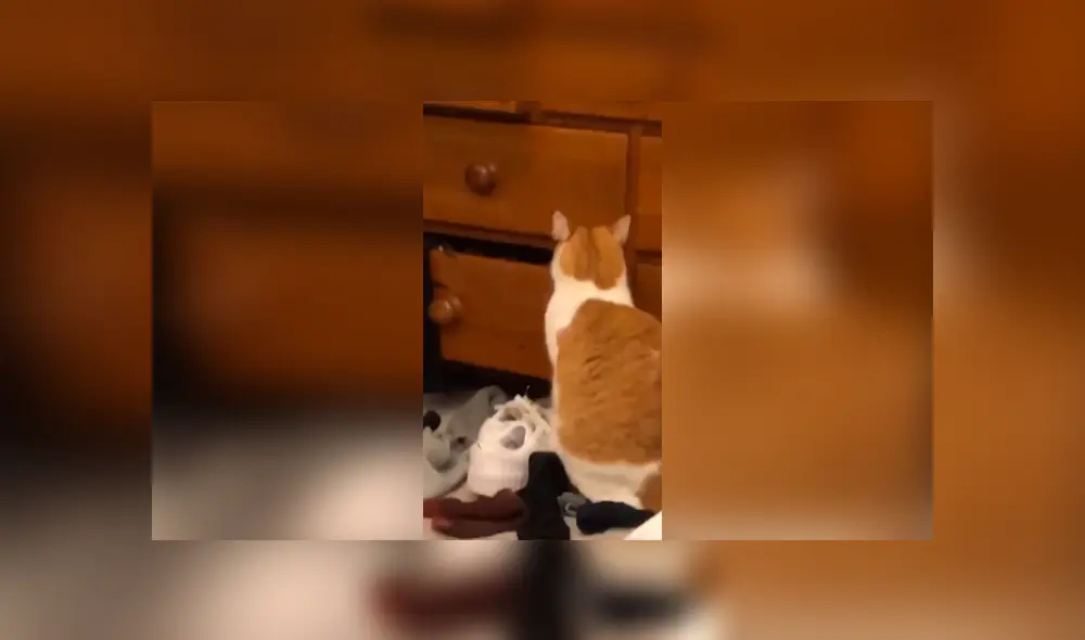 Desliza las imágenes para apreciar la reacción de un gato cuando su dueña descubrió su travesura. Foto: Captura. Desliza las imágenes para apreciar la reacción de un gato cuando su dueña descubrió su travesura. Foto: Captura.