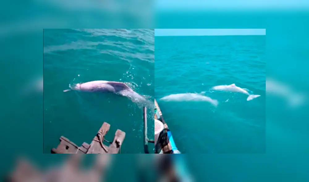 Desliza a la izquierda para ver esta magnífica aparición. Foto: Captura.