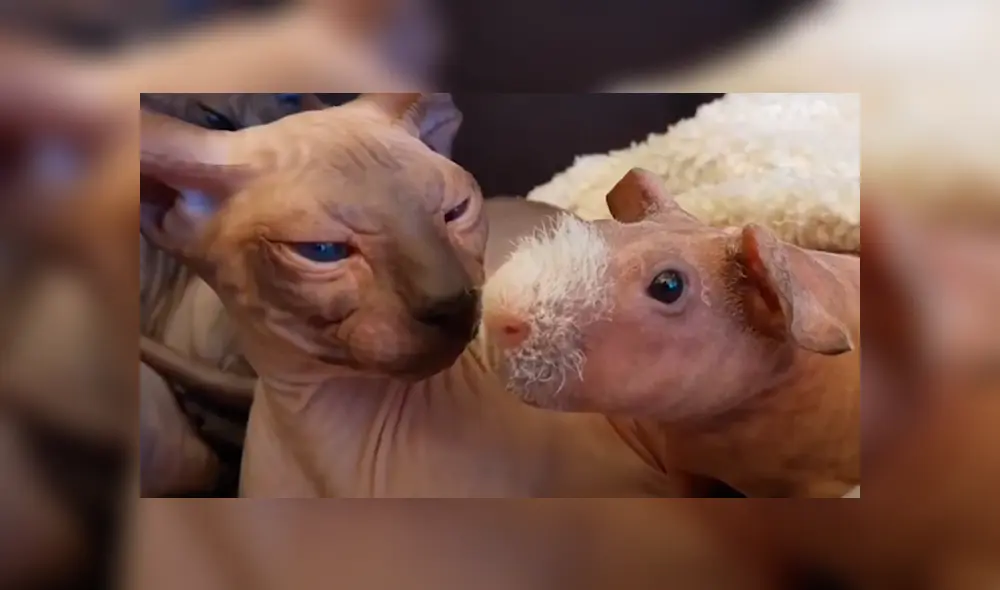 Cuy sin pelo es es adoptado por familia de gatos egipcios