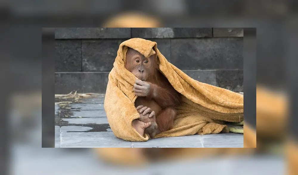 Bebé orangután tiene un berrinche y la reacción de su madre se vuelve viral [FOTOS]