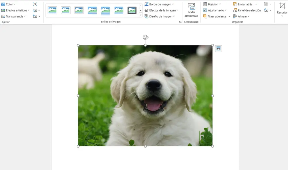 Aprende a eliminar el fondo de cualquier imagen de forma sencilla en Word. Foto: La República