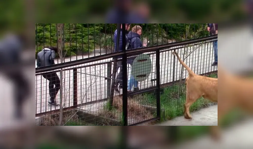 Si quieres ver lo que hizo un feroz león cuando notó que una turista lo fotografiaba, desliza cada imagen viral de YouTube hacia la izquierda. Si quieres ver lo que hizo un feroz león cuando notó que una turista lo fotografiaba, desliza cada imagen viral de YouTube hacia la izquierda.