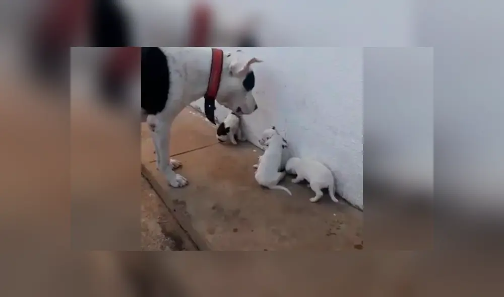 Desliza las imágenes para conocer el comportamiento de unos pequeños perros tras enfadar a su padre. Foto: Captura. Desliza las imágenes para conocer el comportamiento de unos pequeños perros tras enfadar a su padre. Foto: Captura.