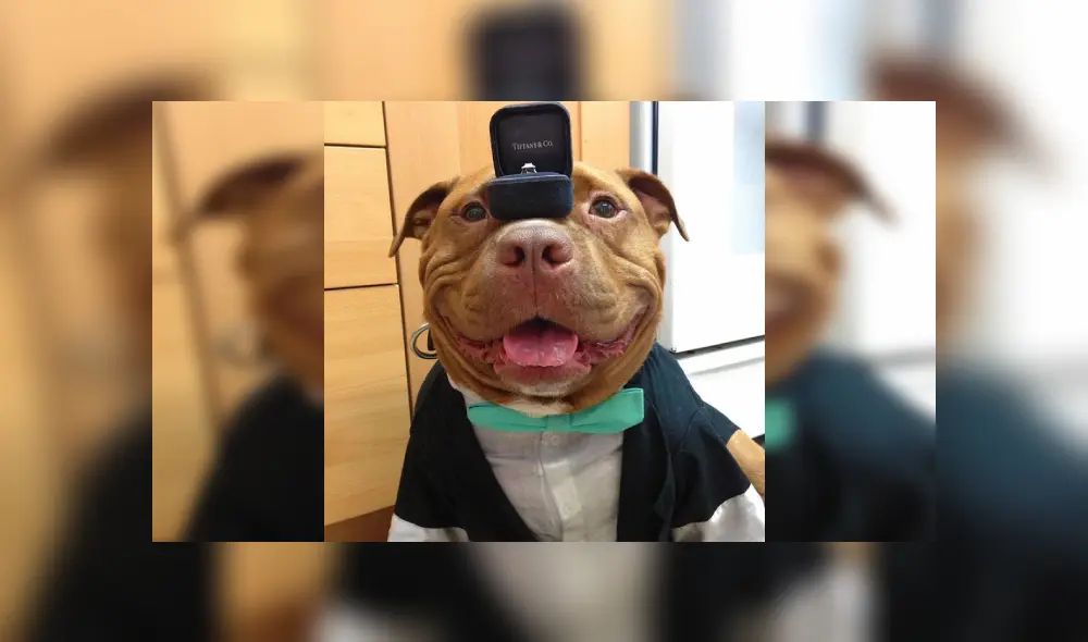 Desliza las imágenes hacia la izquierda para conocer la emotiva historia de un perro que fue acogido de un refugio. Foto: Lisa Reilly. Desliza las imágenes hacia la izquierda para conocer la emotiva historia de un perro que fue acogido de un refugio. Foto: Lisa Reilly.