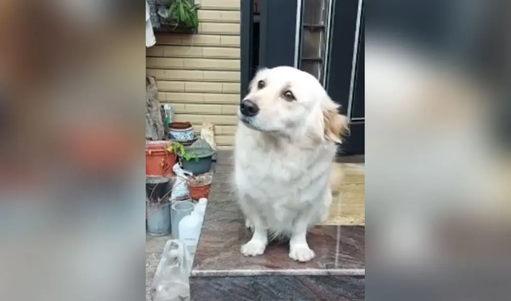 Desliza hacia la izquierda para ver más imágenes de la conmovedora mirada de este cachorro para evitar que su dueño se vaya de casa. Foto: captura de YouTube Desliza hacia la izquierda para ver más imágenes de la conmovedora mirada de este cachorro para evitar que su dueño se vaya de casa. Foto: captura de YouTube