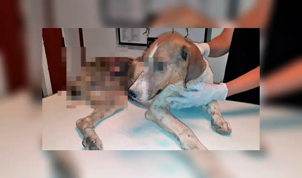 Perro se comió su pata al no resistir el dolor tras caerse en un pozo