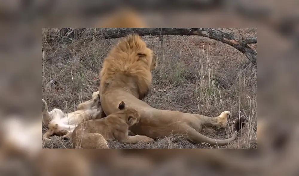 El video que compartió una turista en Facebook muestra una curiosa escena de una manada de leones. El video que compartió una turista en Facebook muestra una curiosa escena de una manada de leones.