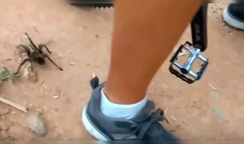 En YouTube: Se acercó demasiado a tarántula sucedió algo escalofriante En YouTube: Se acercó demasiado a tarántula sucedió algo escalofriante