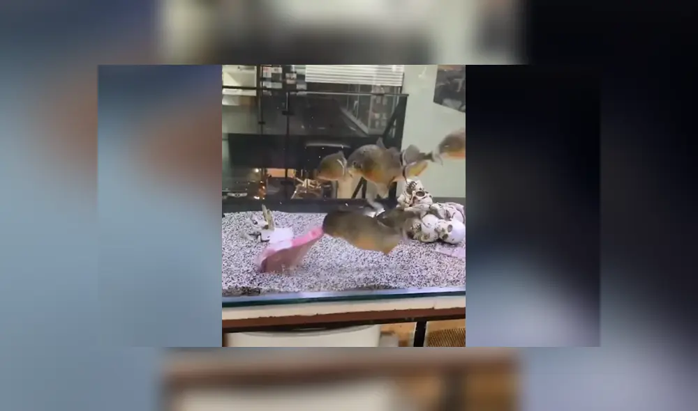 Un joven quiso demostrar lo feroces que son sus pirañas cuando ven un trozo de carne. Foto. Facebook Un joven quiso demostrar lo feroces que son sus pirañas cuando ven un trozo de carne. Foto. Facebook