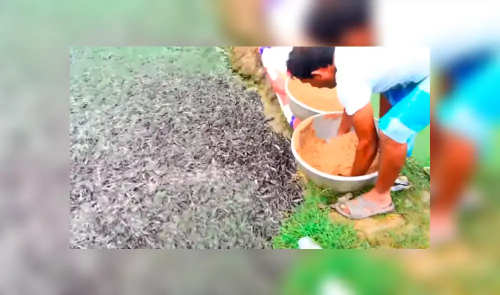 YouTube viral: arroja maíz a lago y cientos de misteriosas criaturas emergen para devorar el alimento YouTube viral: arroja maíz a lago y cientos de misteriosas criaturas emergen para devorar el alimento