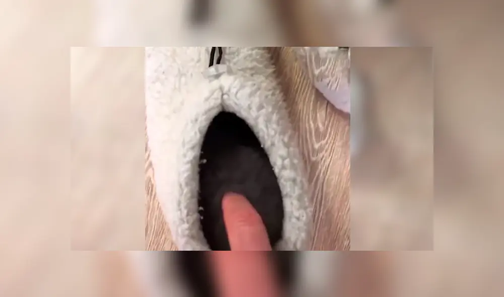 En YouTube, un joven se acercó con cuidado a su pantufla y descubrió a su tierna mascota realizando una travesura. En YouTube, un joven se acercó con cuidado a su pantufla y descubrió a su tierna mascota realizando una travesura.