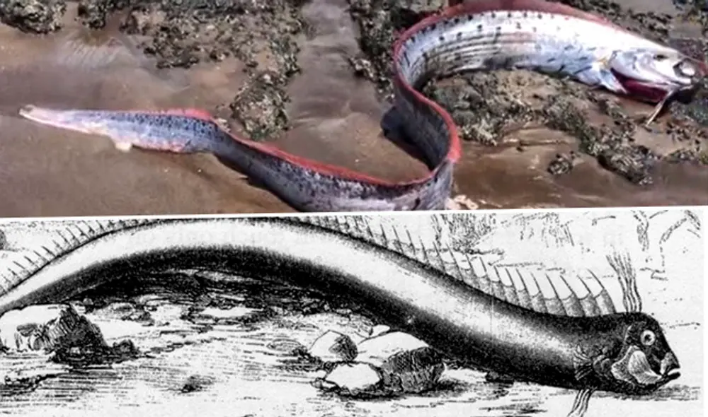 El pez remo es una especie marina que la mitología japonesa asocia con las catástrofes naturales pero la ciencia ha realizado estudios que sustentan lo contrario. Foto: Composición LR. El pez remo es una especie marina que la mitología japonesa asocia con las catástrofes naturales pero la ciencia ha realizado estudios que sustentan lo contrario. Foto: Composición LR.