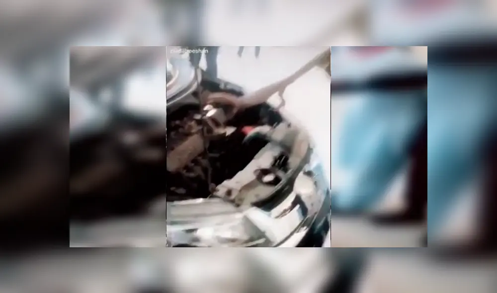 Mecánico revisa el interior de un carro y encuentra peligroso animal que vivía dentro. Mecánico revisa el interior de un carro y encuentra peligroso animal que vivía dentro.
