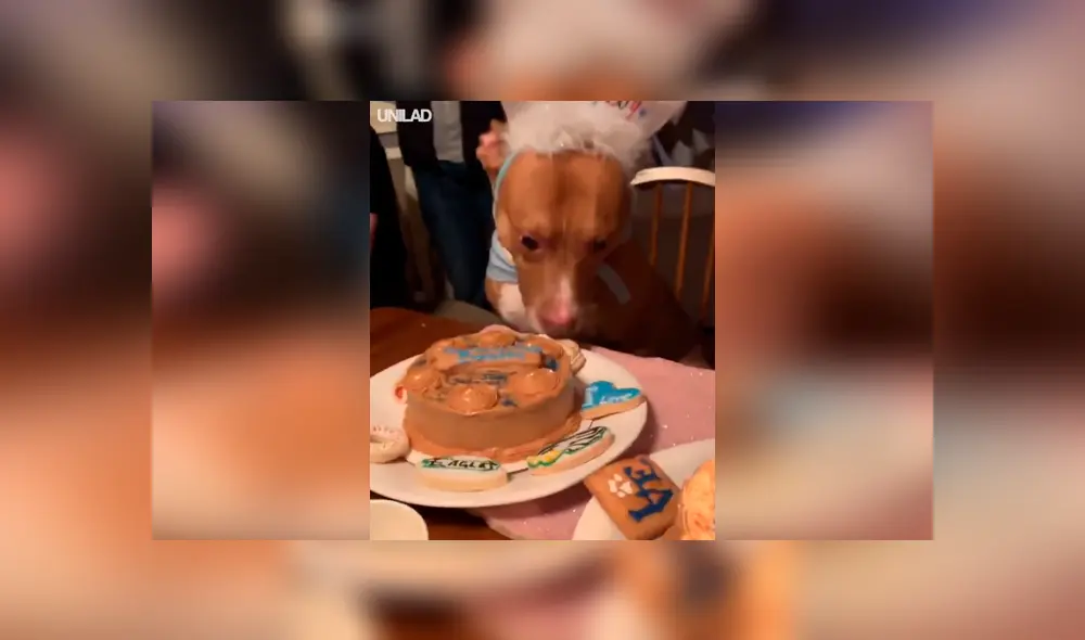 Facebook viral: cantan 'Happy Birthday' a perro y este tiene curiosa reacción que conmueve [VIDEO]
