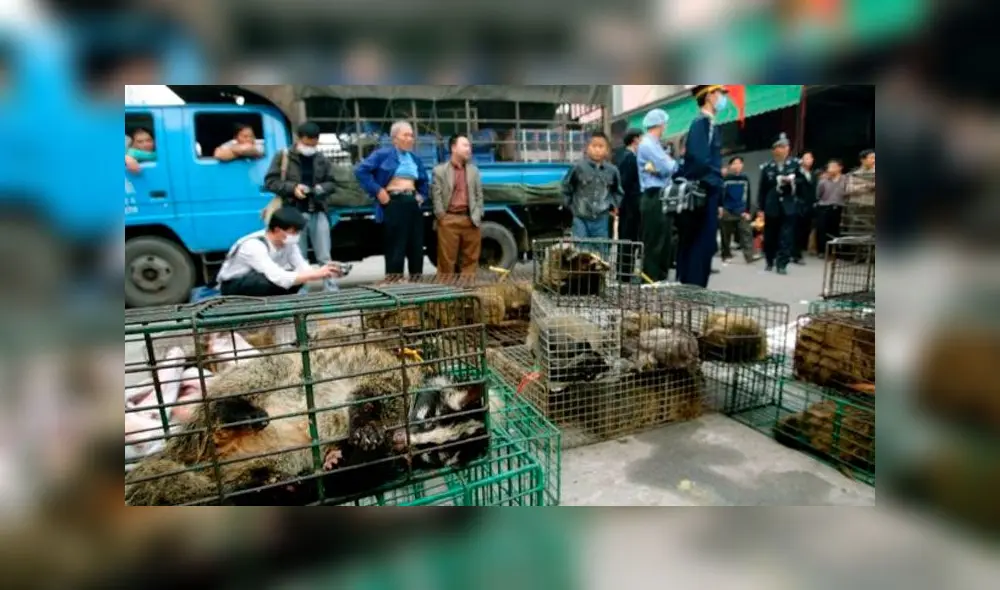 Animales exóticos en peligro de extinción por culpa de los comerciantes chinos, que los ofrecen en mercados. Foto: Difusión Animales exóticos en peligro de extinción por culpa de los comerciantes chinos, que los ofrecen en mercados. Foto: Difusión