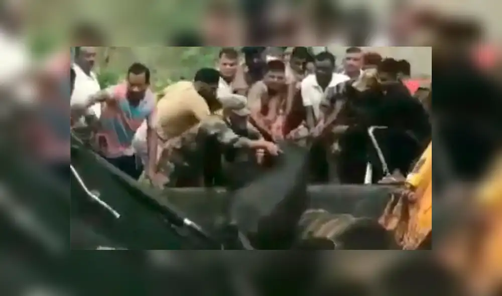 Salvan a elefante y su cría de morir ahogados tras caer a estanque de agua [VIDEO]