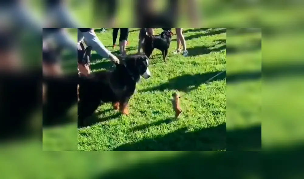 Perro bebé quiso pelear con gigantesco can y enternece a miles de usuarios [VIDEO]
