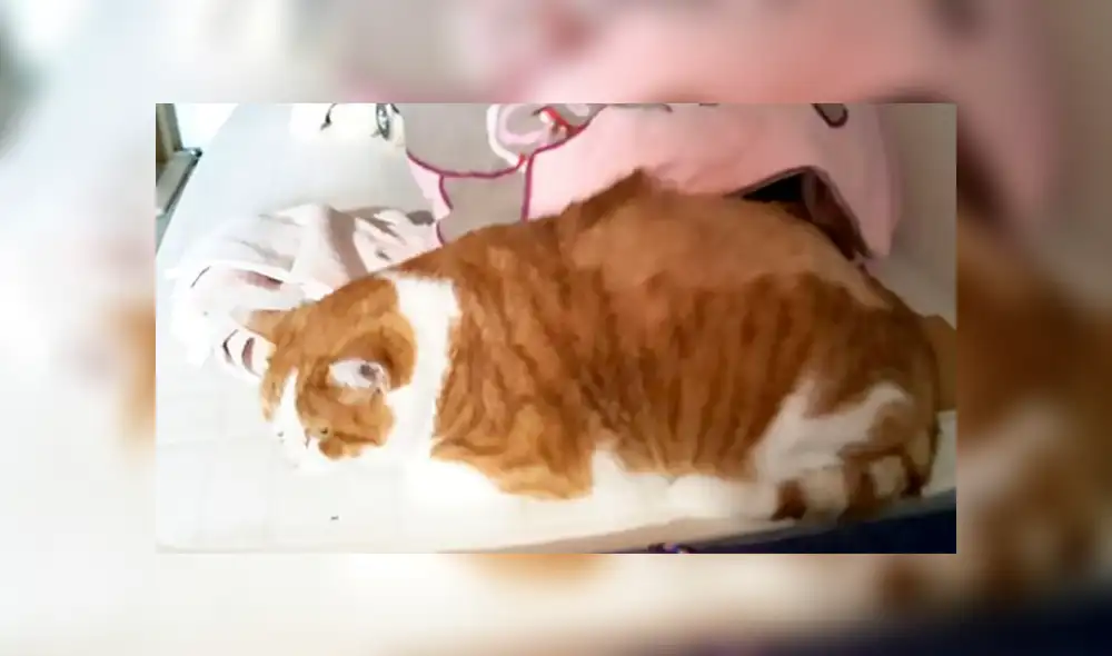 Fue abandonado por su extraño pelaje, rescatistas lo afeitaron y hoy luce irreconocible