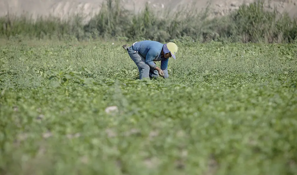 Pedido. Parlamentarios visitarán hoy Ica para escuchar las demandas de los trabajadores. Foto: Jorge Cerdán/La República