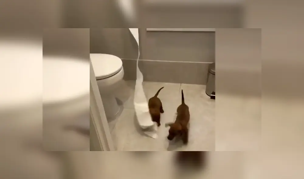 En YouTube, un joven encontró el papel higiénico destrozado y supo que sus traviesos perros eran los responsables. En YouTube, un joven encontró el papel higiénico destrozado y supo que sus traviesos perros eran los responsables.
