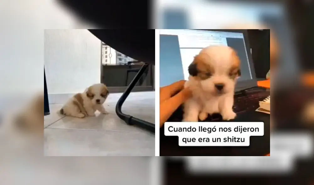 Desliza las imágenes hacia la izquierda para conocer la verdadera raza de un perro al que creyeron era un shitzu. Foto: Captura.