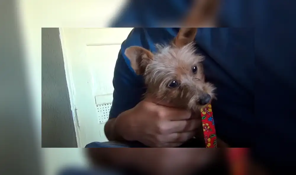 La cachorrita después de unos minutos dejó que los rescatistas la ayudaran. Créditos: Captura La cachorrita después de unos minutos dejó que los rescatistas la ayudaran. Créditos: Captura