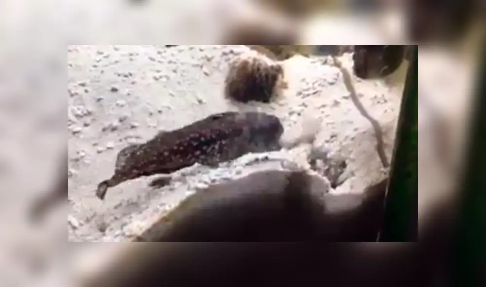 En YouTube, un joven quedó impactado al descubrir que sus peces tenían constantes peleas dentro del acuario.