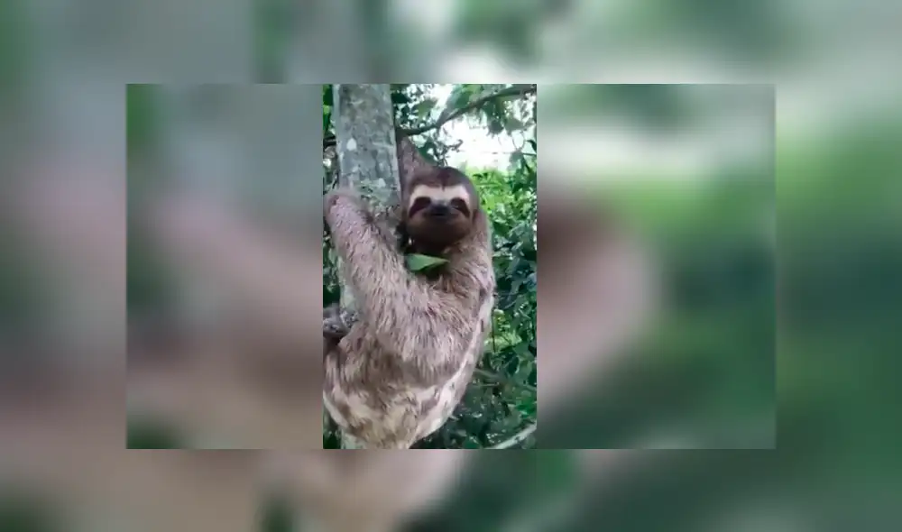 Youtube viral: Turista ayuda a oso perezoso y este le agradece con tierna reacción [VIDEO]