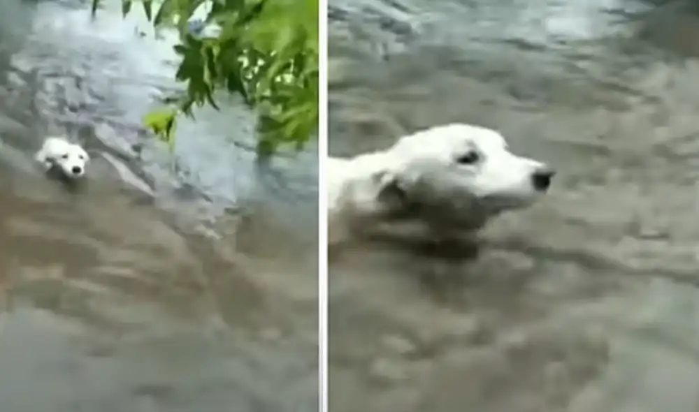 Desliza hacia la izquierda para ver las imágenes del video viral. Foto: captura de Facebook.