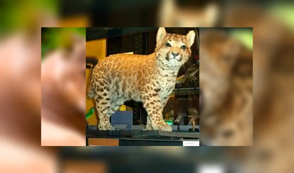 Desliza para ver el aspecto del pumapardo que sorprendió a todos en YouTube. Foto: Captura. Desliza para ver el aspecto del pumapardo que sorprendió a todos en YouTube. Foto: Captura.