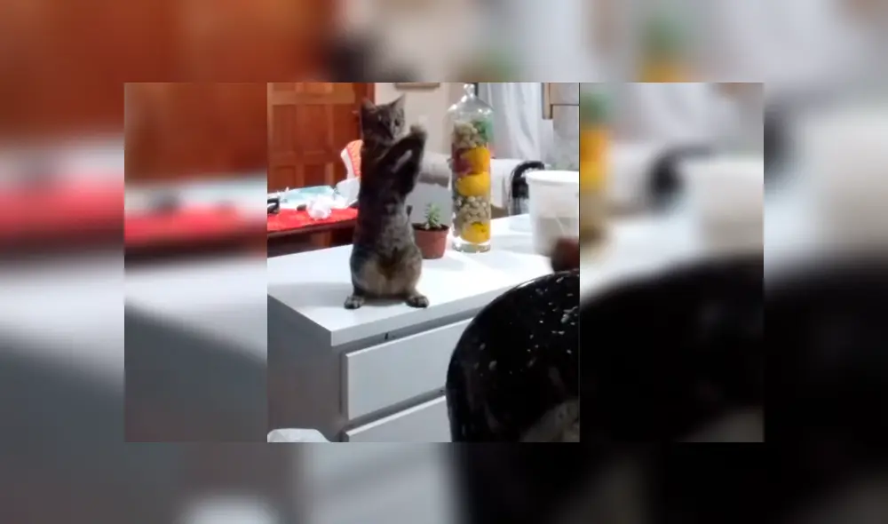 Video es viral en YouTube. La dueña del gato se percató del gracioso comportamiento de su mascota y aprovechó para enseñarle cómo se lavan los servicios