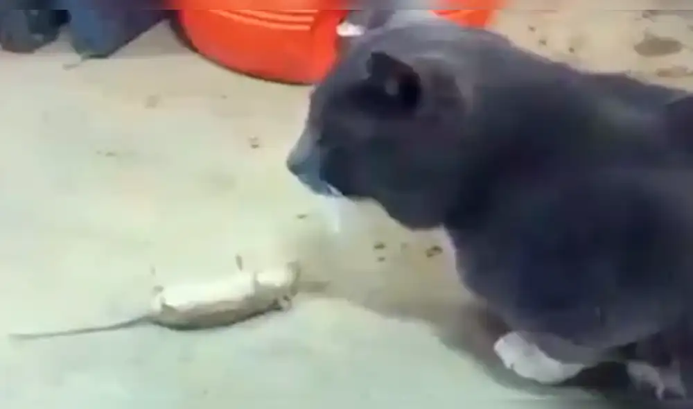 Facebook Viral: Pericote se hace el muerto para que gato no se lo coma [VIDEO]