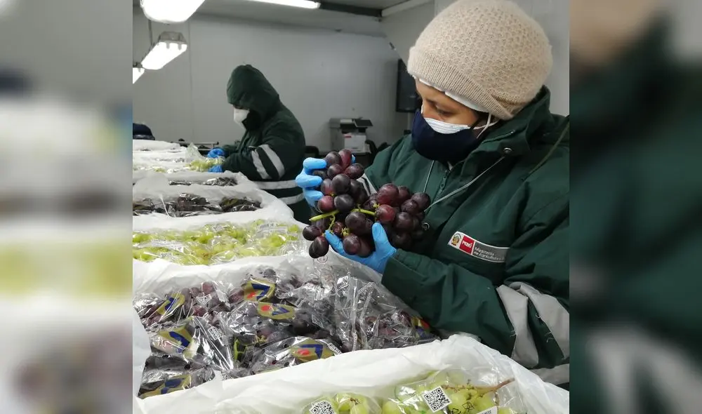 Piura posee más de 7 000 hectáreas de uva. Foto: Minagri Piura posee más de 7 000 hectáreas de uva. Foto: Minagri