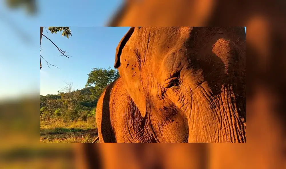 La elefanta Mara ahora tiene un nuevo hogar y una compañera: Rana. Foto: Santuario Global de Elefantes La elefanta Mara ahora tiene un nuevo hogar y una compañera: Rana. Foto: Santuario Global de Elefantes