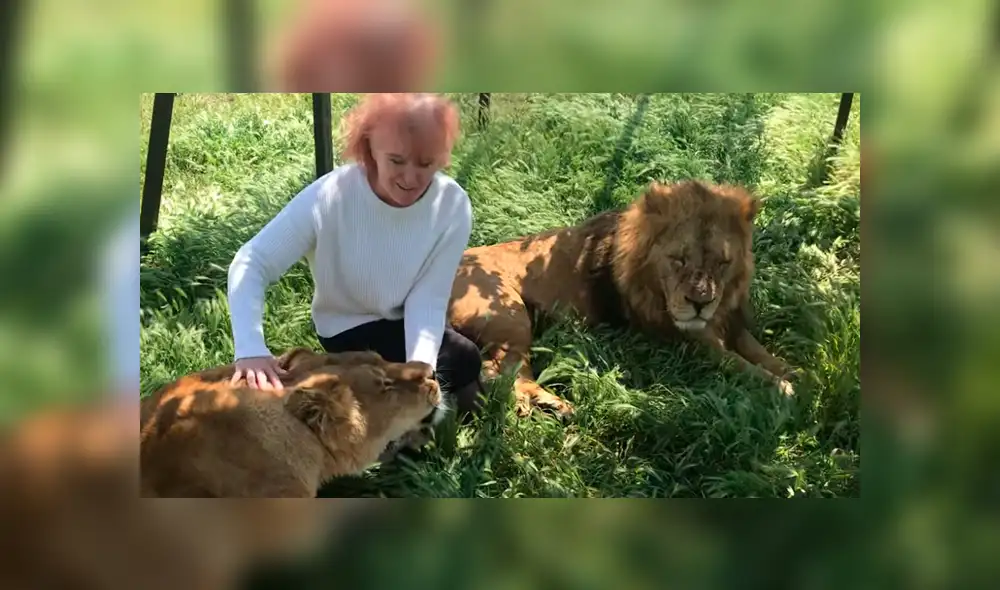 YouTube viral: Anciana detiene el carro de safari para tomarse selfie con leones y sucede lo impensado [VIDEO]