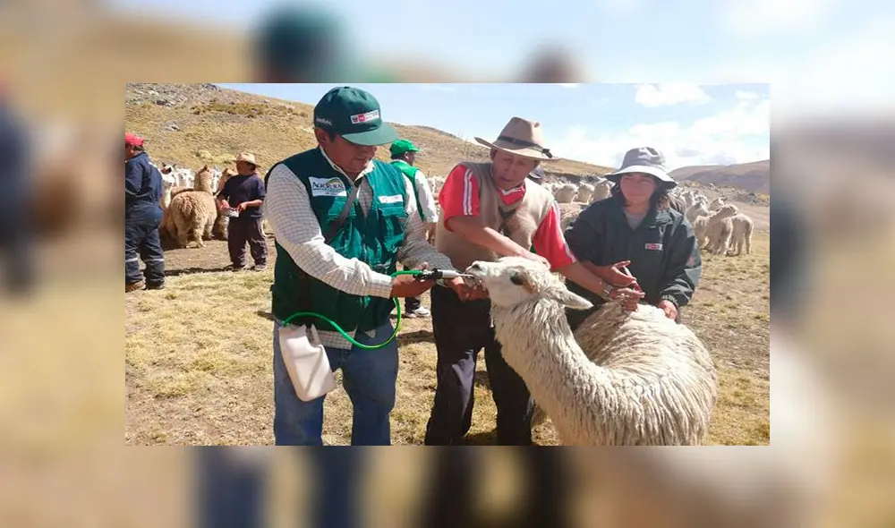 Kits será para proteger a más de 200 mil cabezas de ganado en Arequipa.