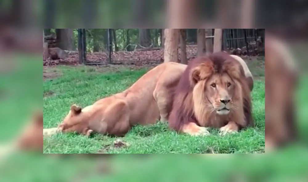 En YouTube, una leona se acercó a su pareja para llamar su atención, pero fue rechazada de la peor manera. En YouTube, una leona se acercó a su pareja para llamar su atención, pero fue rechazada de la peor manera.