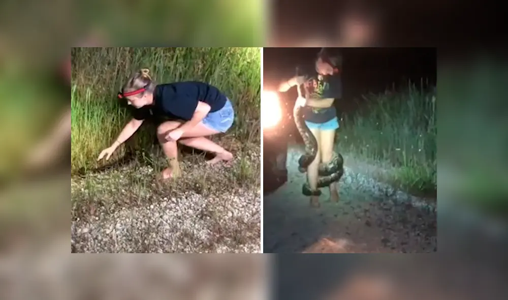YouTube viral: mujer intenta capturar a enorme pitón con las manos, sin imaginar la reacción del depredador