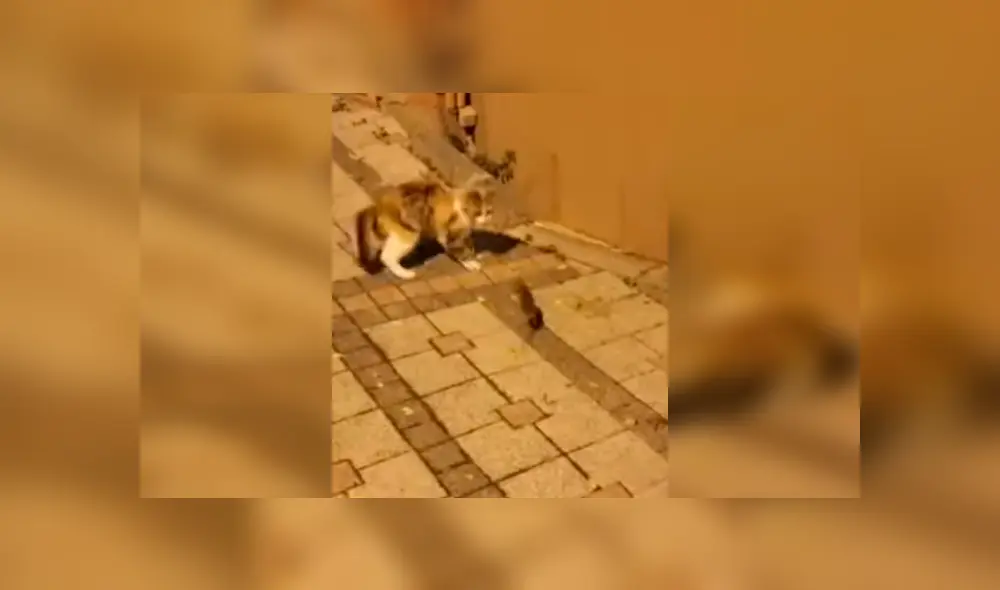 El felino estaba a punto de convertir al pequeño roedor en su cena, cuando fue sorprendido por la intempestiva reacción de este