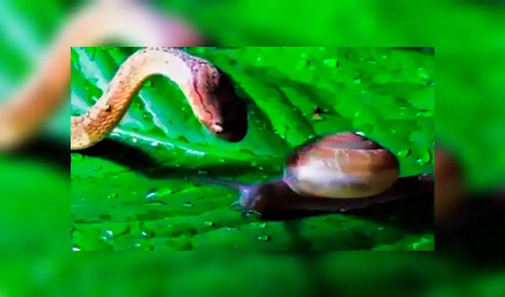 YouTube: Serpiente devora a un pequeño caracol y solo deja el caparazón YouTube: Serpiente devora a un pequeño caracol y solo deja el caparazón