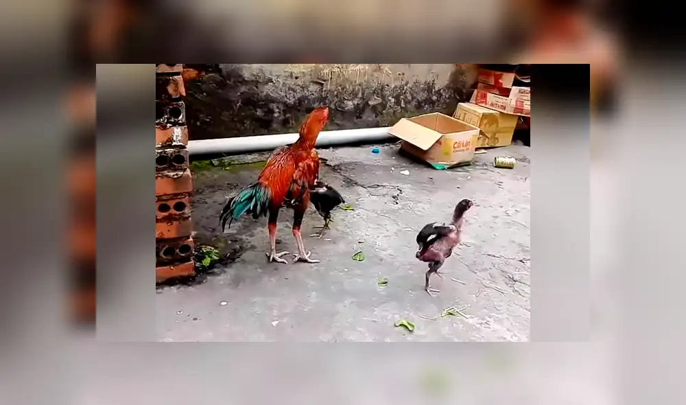 Facebook viral: Pollito entrena con su papá y aprende a defenderse con picotazos [VIDEO] 