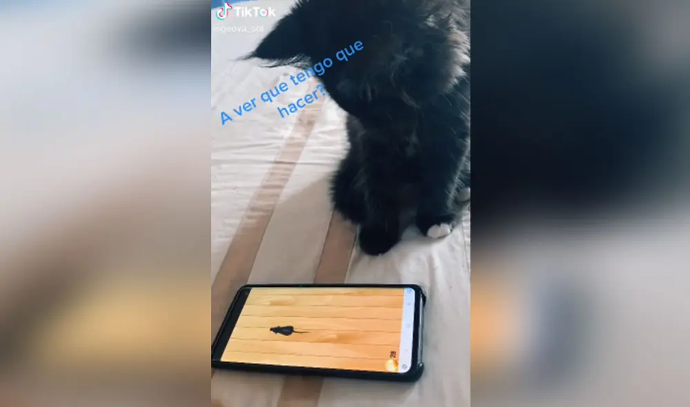 El pequeño felino sorprendió con su habilidad para manipular el juego y 'derrotó' a varios insectos. Foto: captura de TikTok El pequeño felino sorprendió con su habilidad para manipular el juego y 'derrotó' a varios insectos. Foto: captura de TikTok