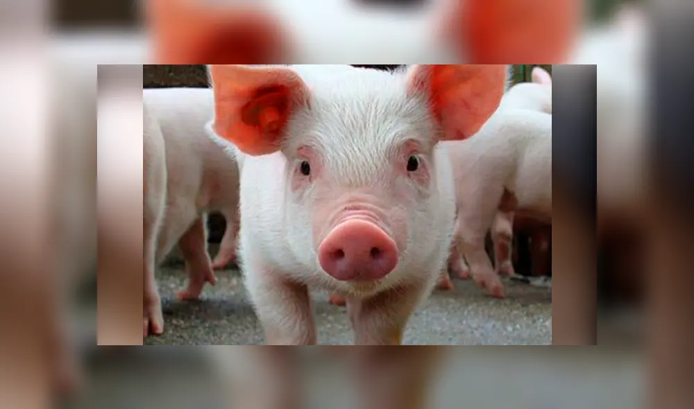 Cerda da a luz a sus crías y una de ellas tiene malformación que le hace lucir con un elefante.